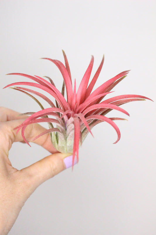 Tillandsia L lonantha (Planta de aire)