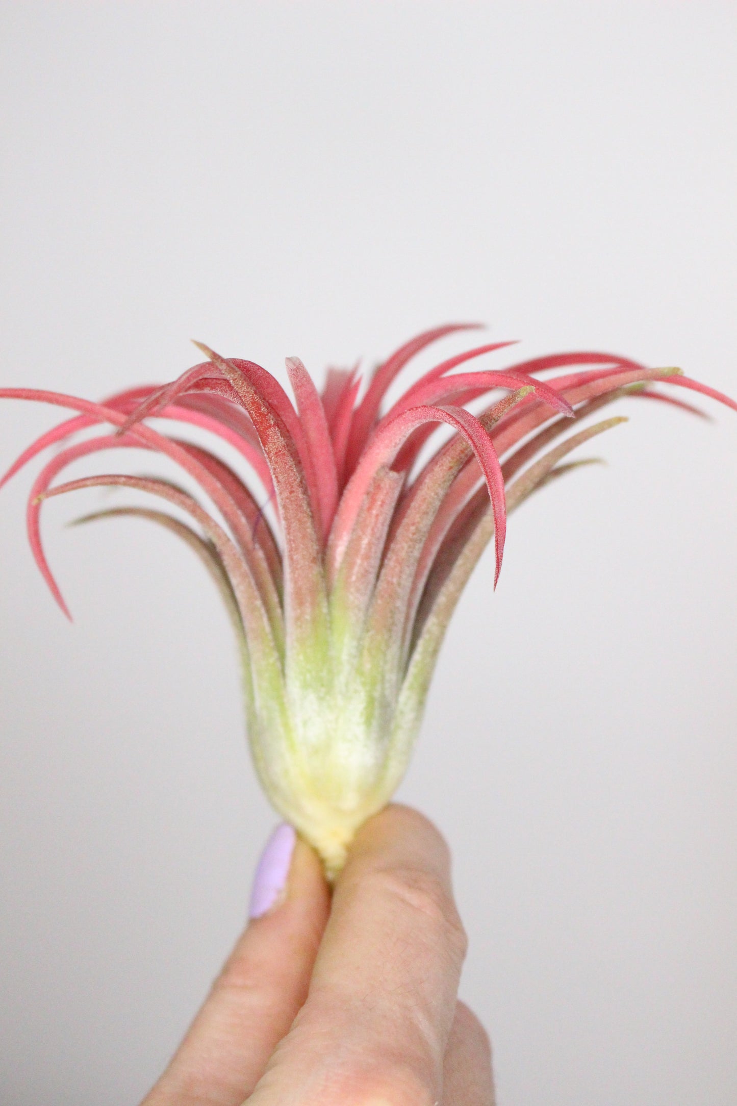 Tillandsia L lonantha (Planta de aire)