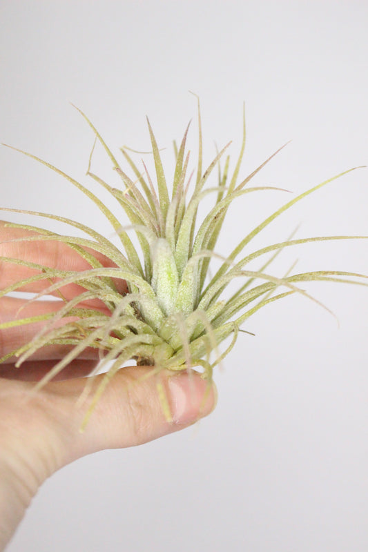 Tillandsia M (Planta de aire)