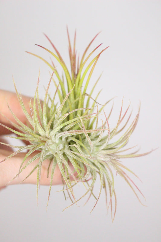 Tillandsia M Family (Planta de aire)