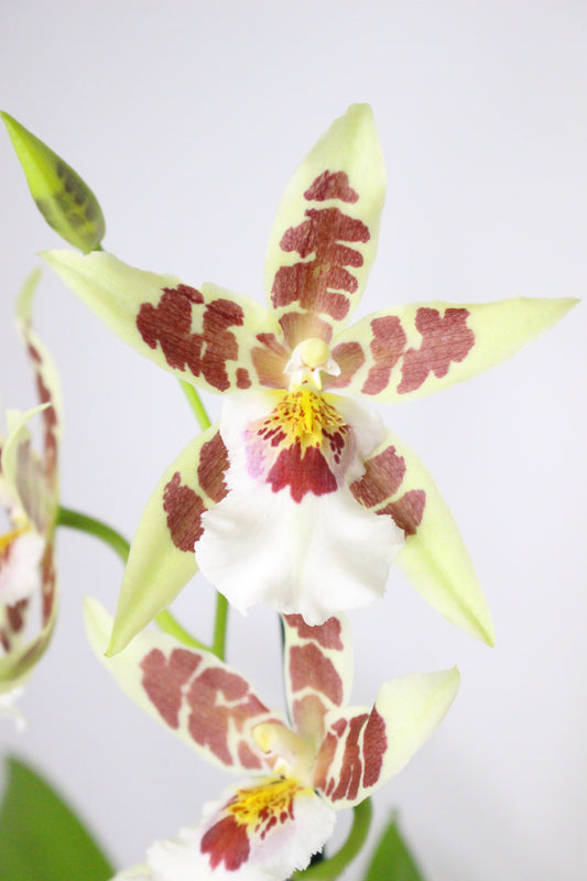 Orquídea Cambria Beallara