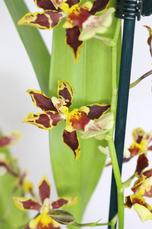 Orquídea Cambria Odontoglossum
