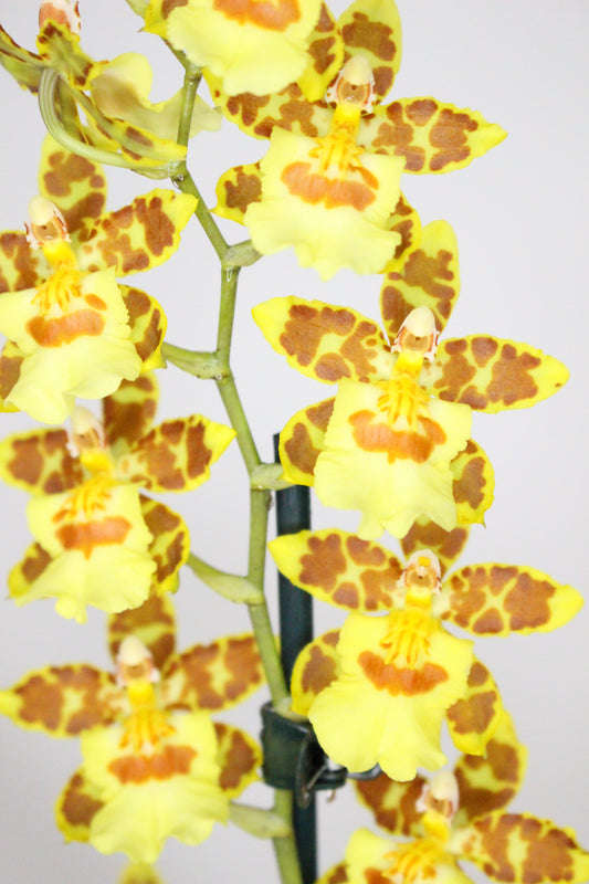 Orquídea Cambria Oncidium