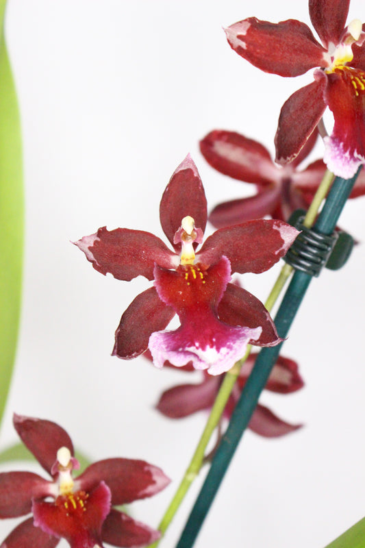Orquídea Cambria Barroco