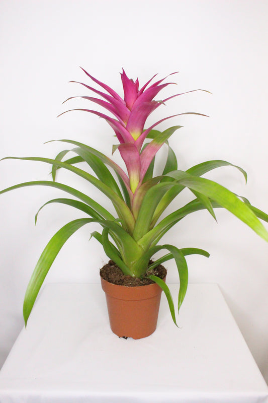 Bromelia Guzmania Rosa