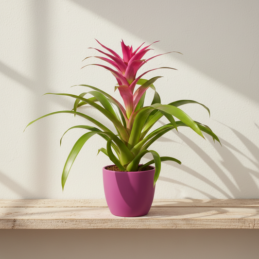 Bromelia Guzmania Rosa L