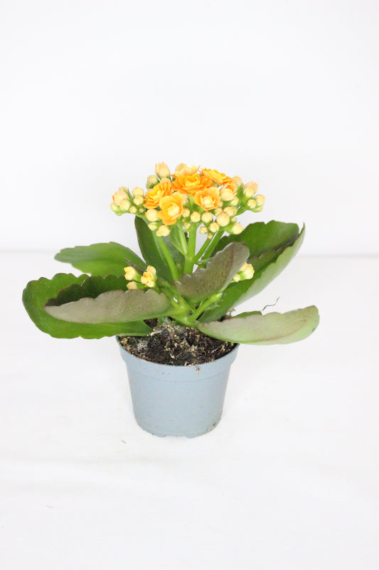Kalanchoe Rosalina Naranja 6cm