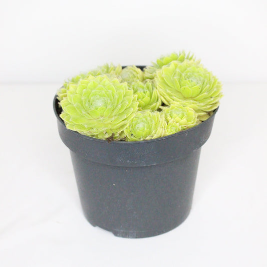 Sempervivum Lemon Flame
