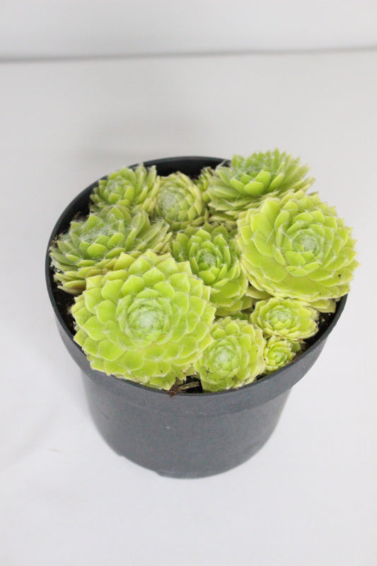 Sempervivum Lemon Flame