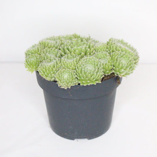 Sempervivum Summer Frost