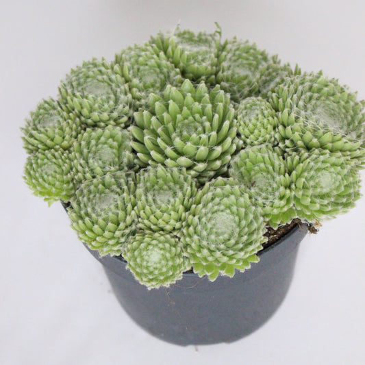 Sempervivum Summer Frost