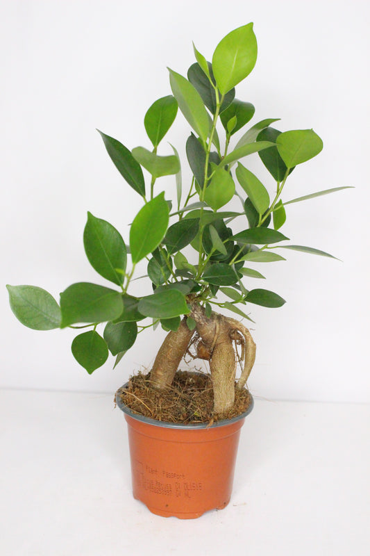 Ficus Microcarpa Ginseng