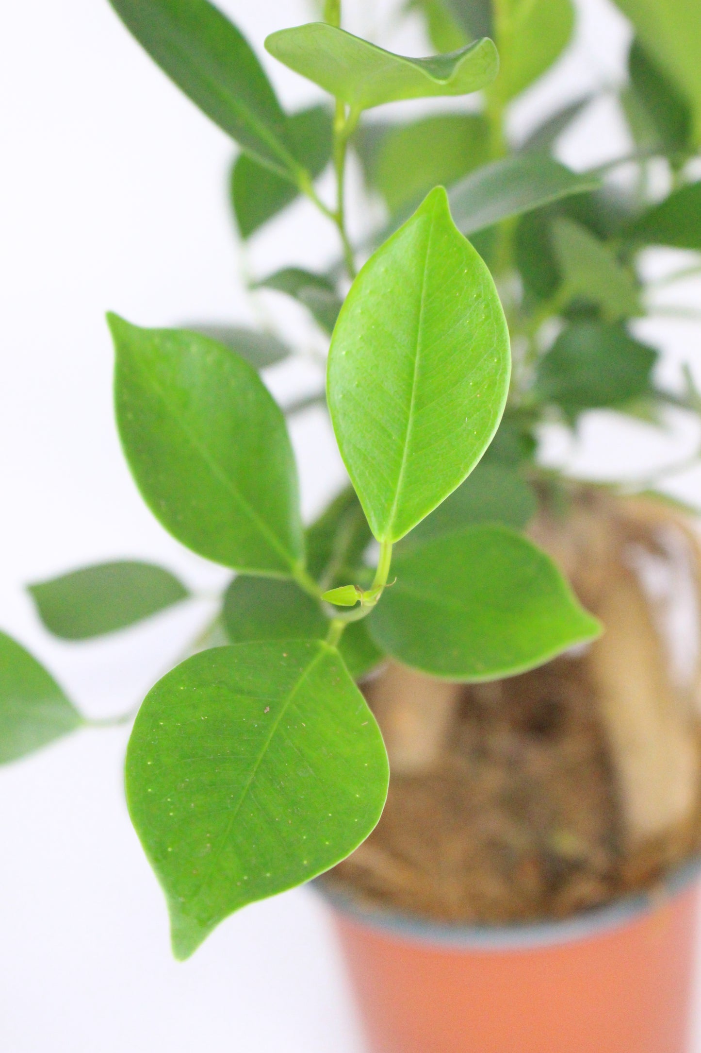 Ficus Microcarpa Ginseng