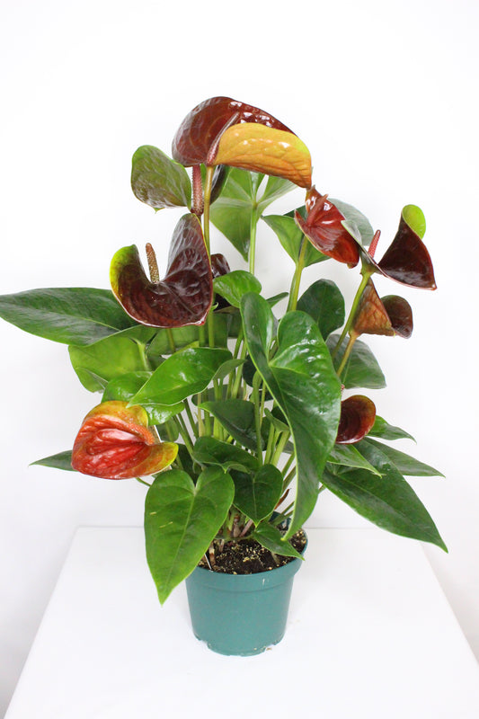 Anthurium Chocolate Essence