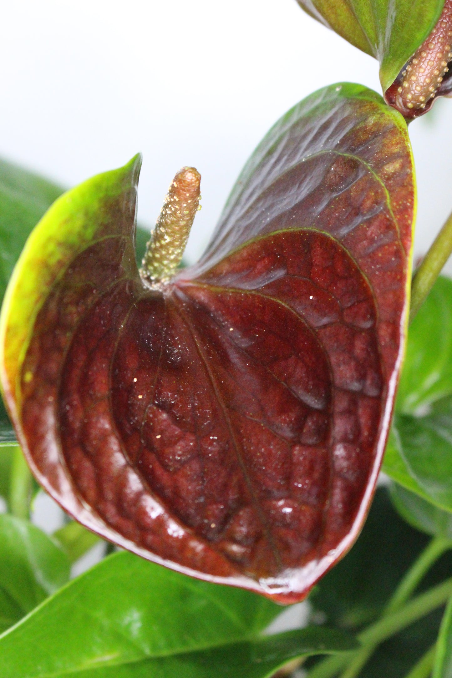 Anthurium Chocolate Essence