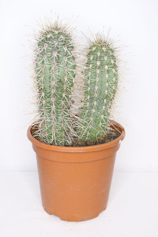 Pachycereus Pringlei XL