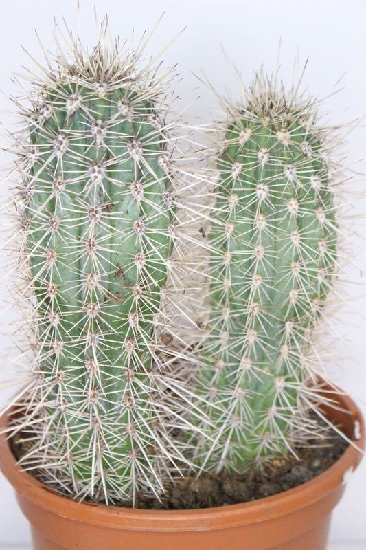 Pachycereus Pringlei XL