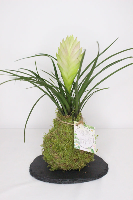 Kokedama Tillandsia Cyanea S + Plato Pizarra