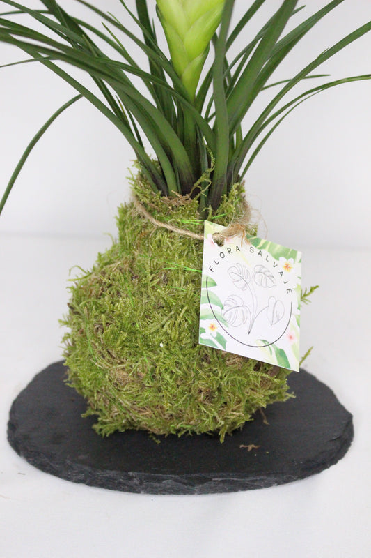 Kokedama Tillandsia Cyanea S + Plato Pizarra