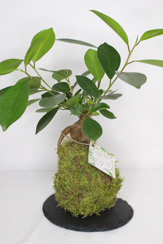 Kokedama Ficus Ginseng M + Plato Pizarra