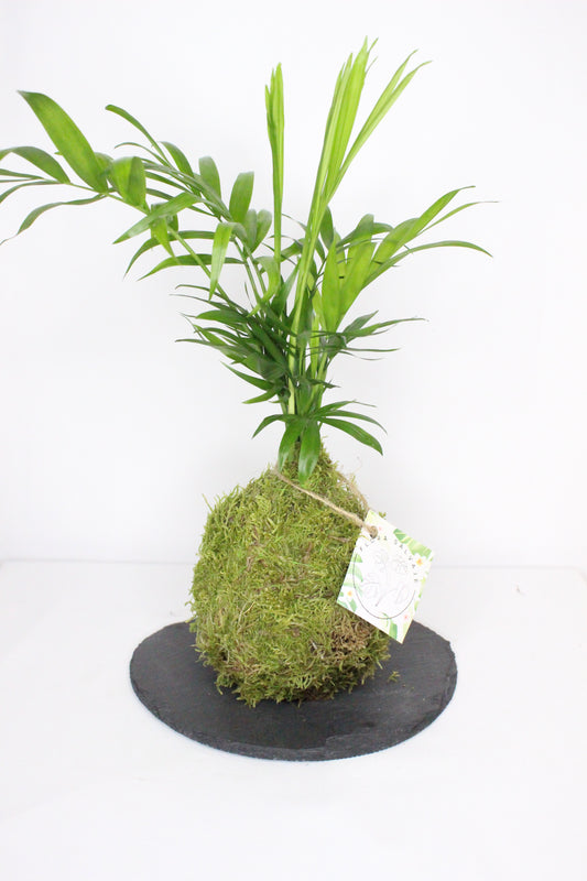 Kokedama Chamadora Elegans M + Plato Pizarra