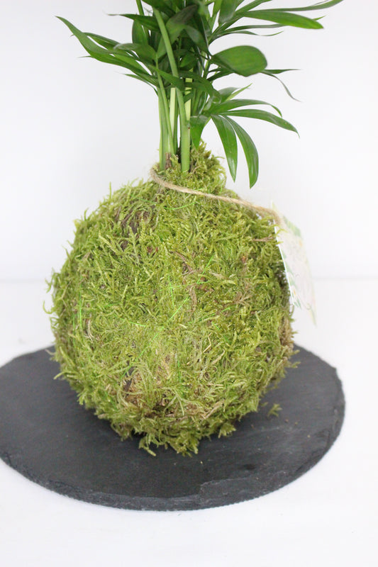 Kokedama Chamadora Elegans M + Plato Pizarra
