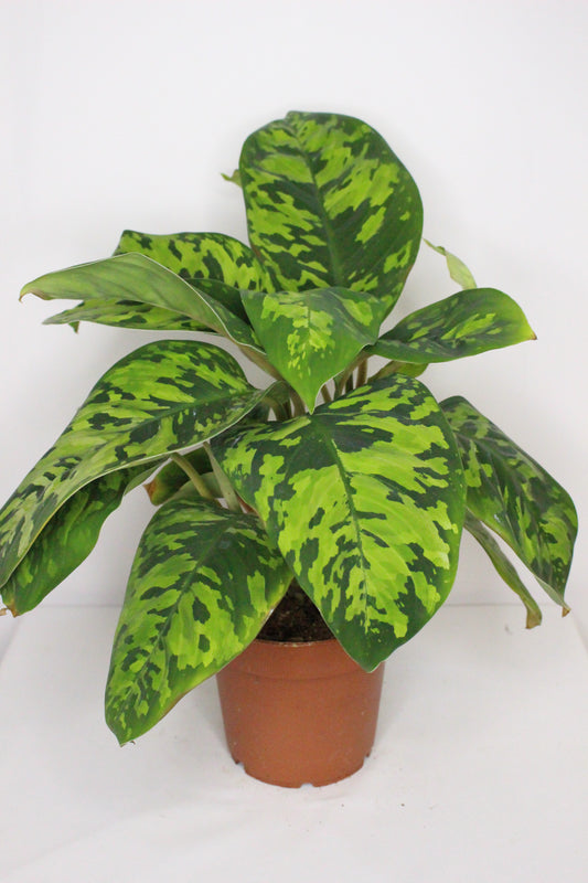 Homalomena Camuflaje