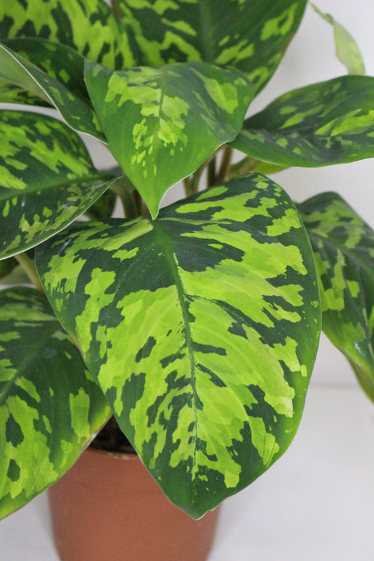 Homalomena Camuflaje