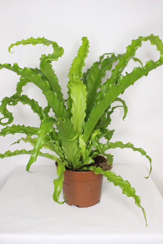 Helecho (Asplen Antiquum) Osaka