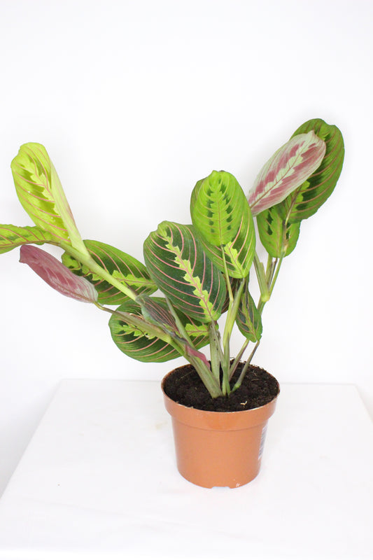 Maranta Leuconeura Fascinator