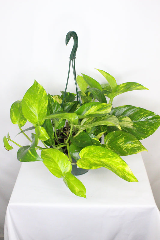 Epipremnum Poto Colgar