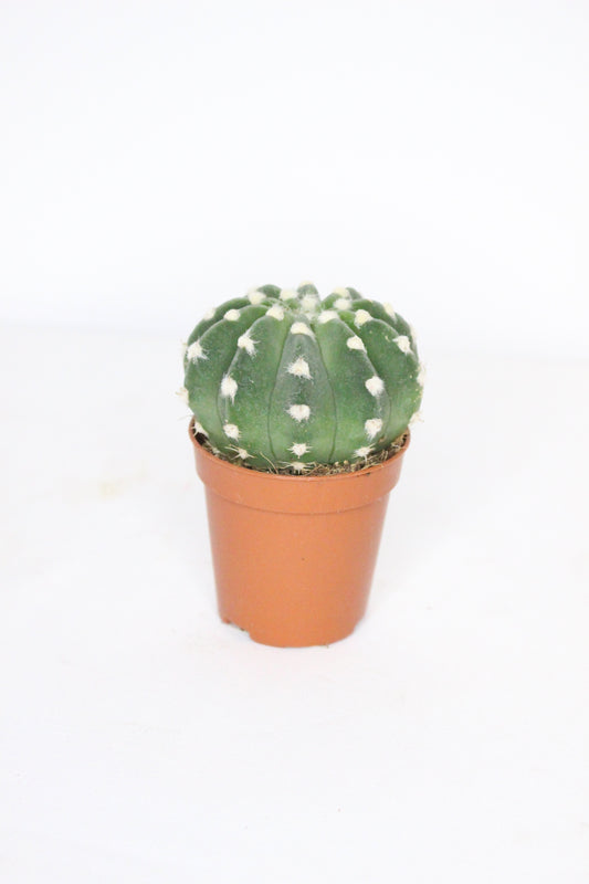 Echinopsis Subdenudata