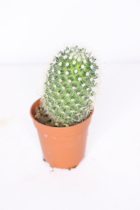 Mammillaria Backebergiana