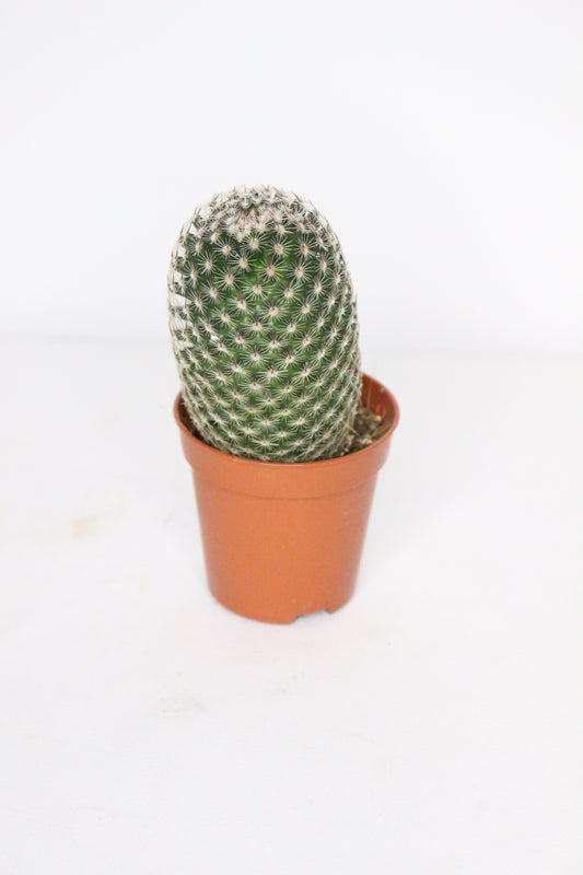 Mammillaria Matudae