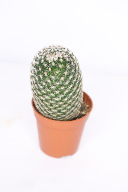 Mammillaria Matudae