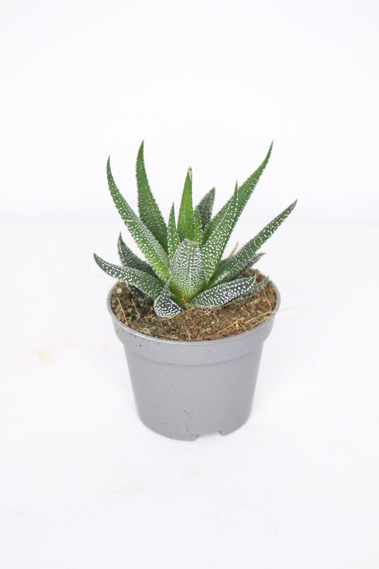 Haworthia Attenuata