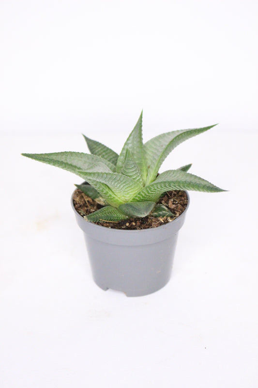 Haworthia Limifolia