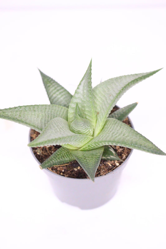 Haworthia Limifolia