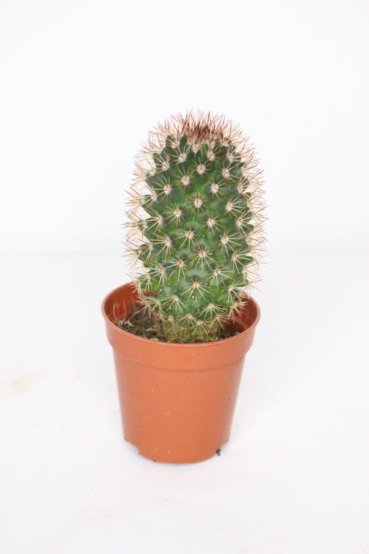 Mammillaria Backebergiana