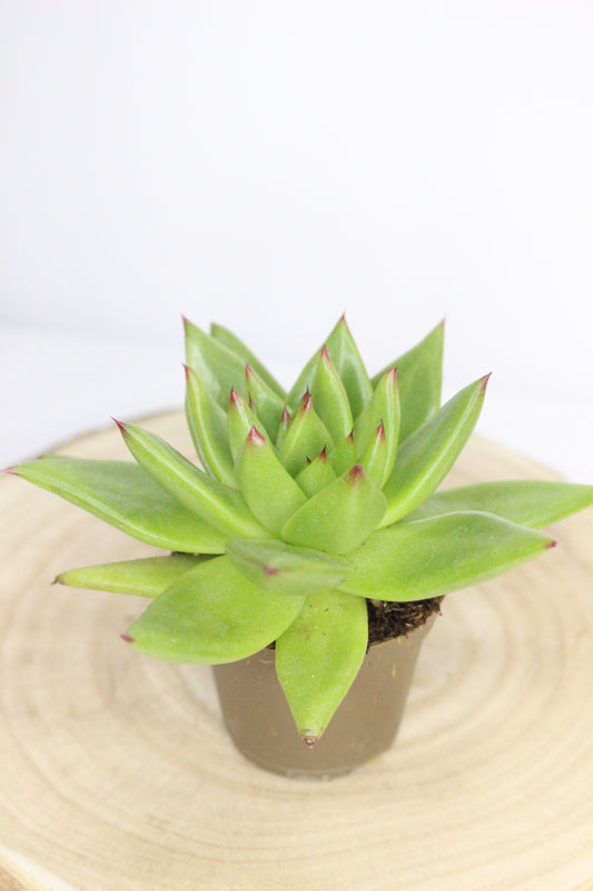 Echeveria Agavoides