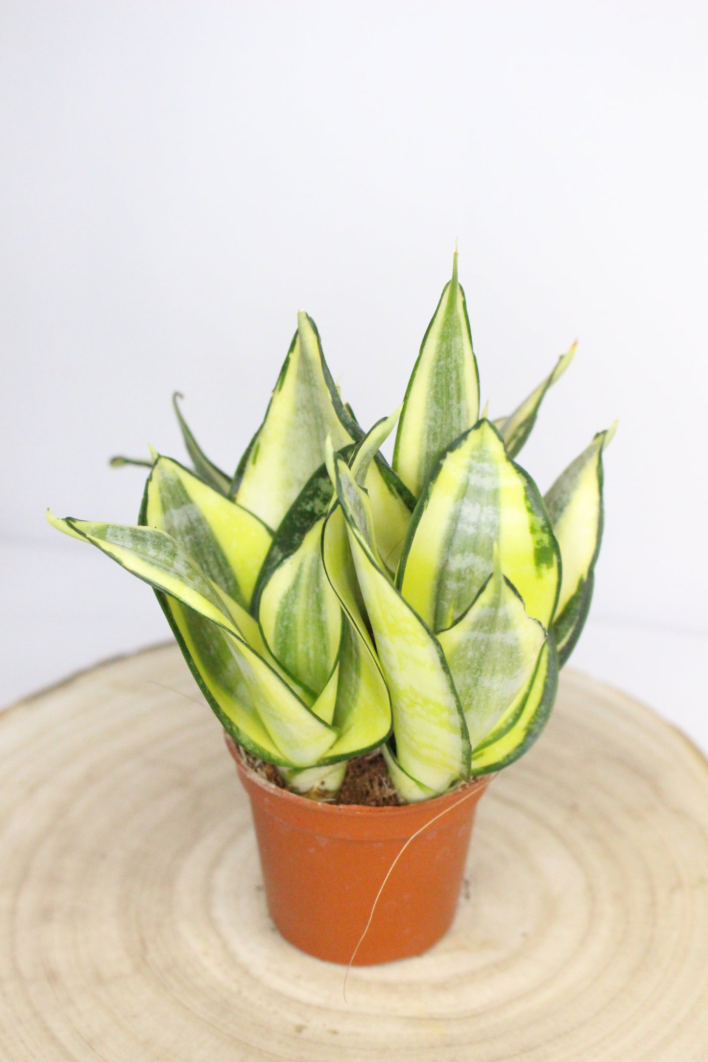 Sansevieria Trifasciata Mini Hahnii