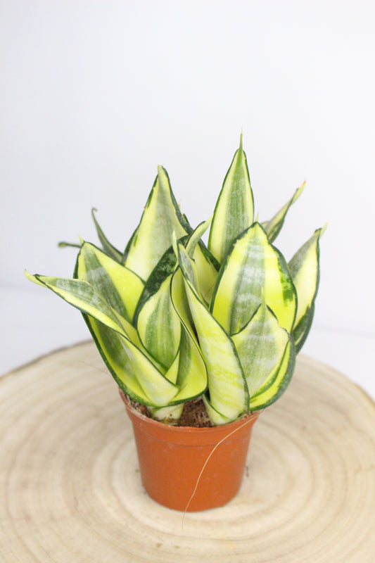 Sansevieria Trifasciata Mini Hahnii