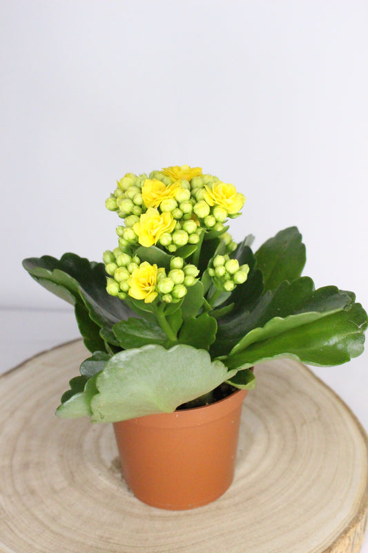 Kalanchoe Rosalina Amarillo 7cm