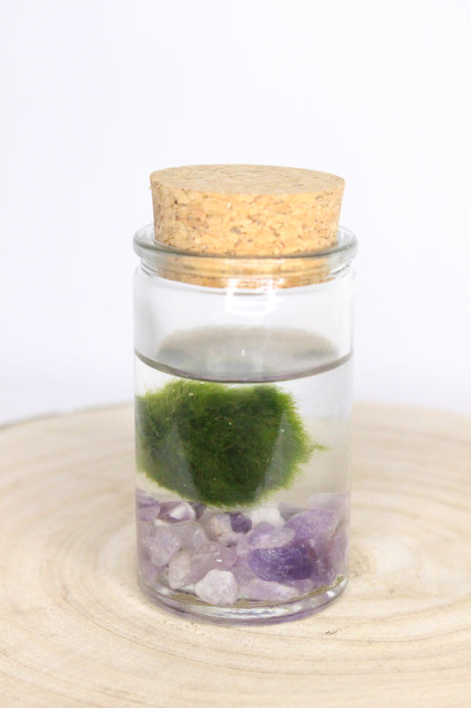 Marimo Mini Akan Amatista