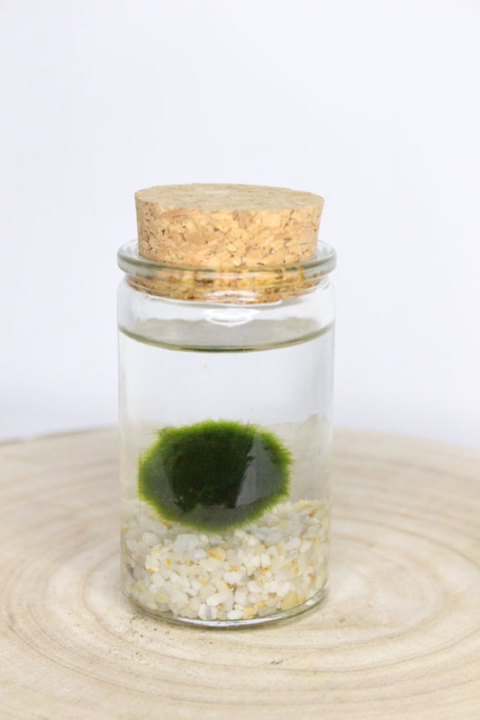 Marimo Mini Terrario Acuático