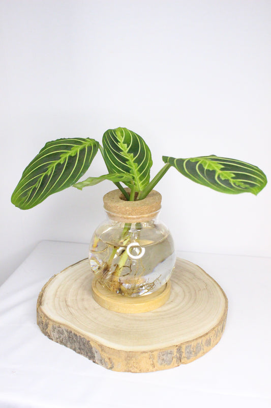 Maranta Leuconeura Lemon Hidroponia