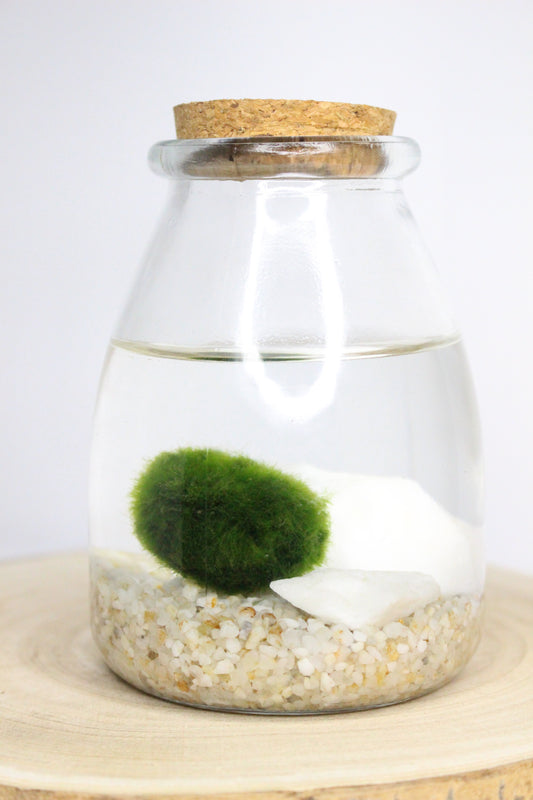 Marimo Terrario Acuático