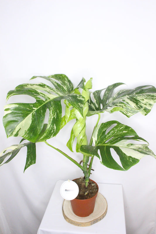 Monstera Variegada 1