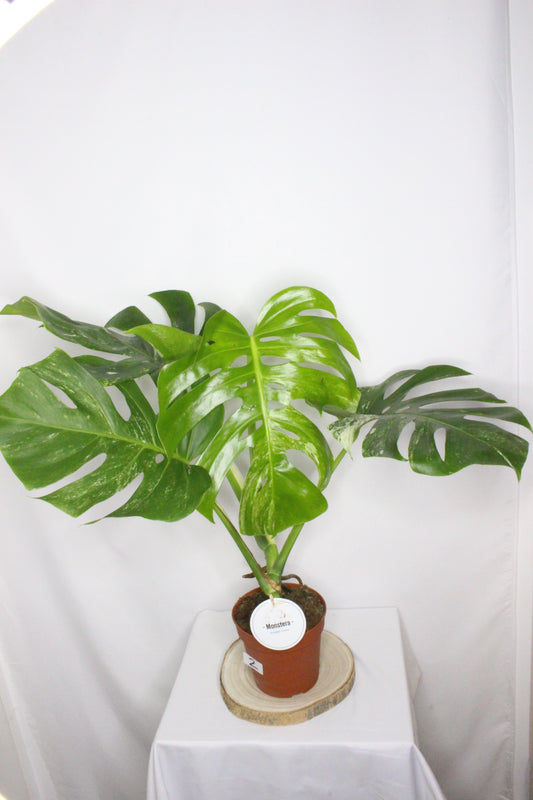 Monstera Variegada 2