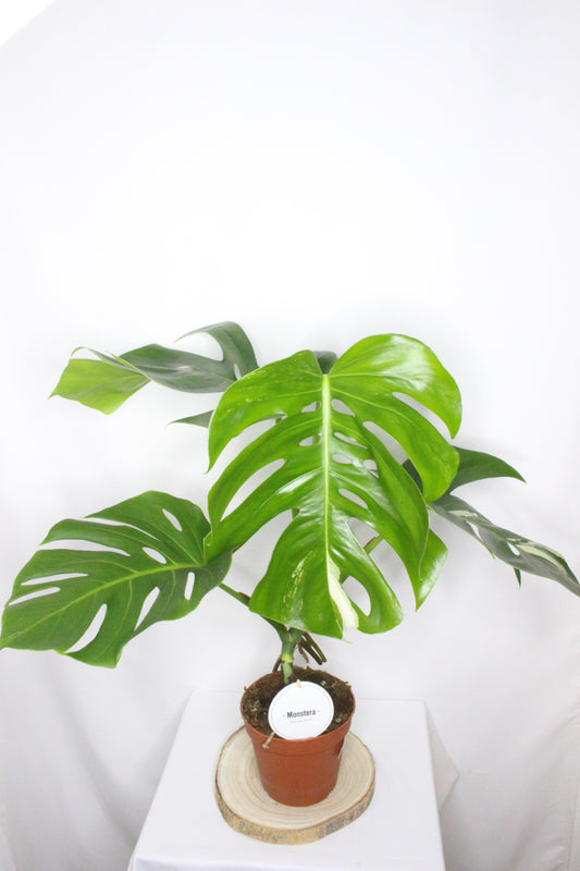 Monstera Variegada 3